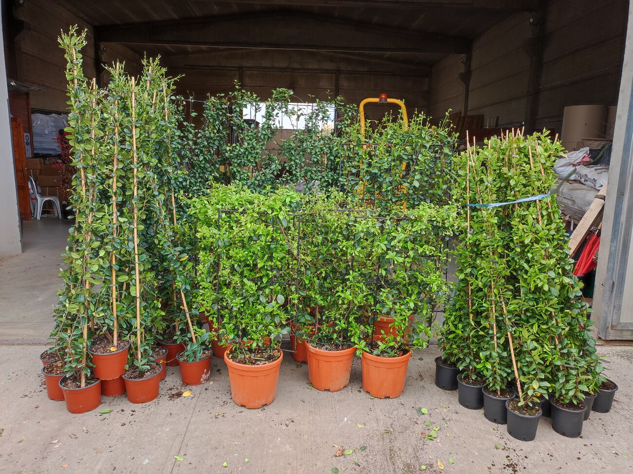 Trachelospermum jasminoides
